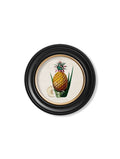 Pineapple Plant c.1831 Round Framed Print (7702943039681)