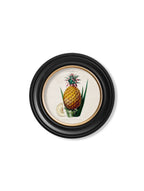 Pineapple Plant c.1831 Round Framed Print (7702943039681)