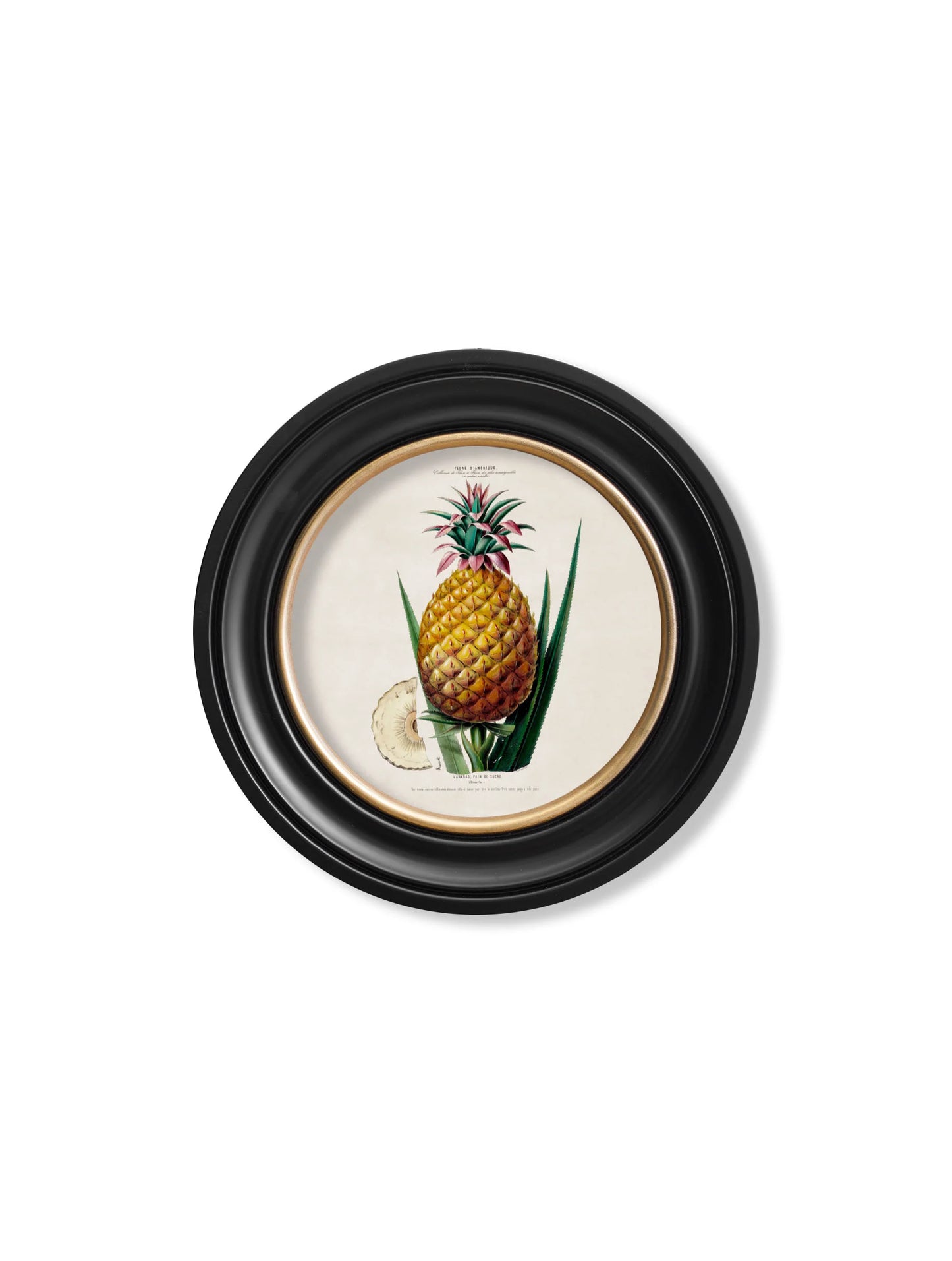 Pineapple Plant c.1831 Round Framed Print