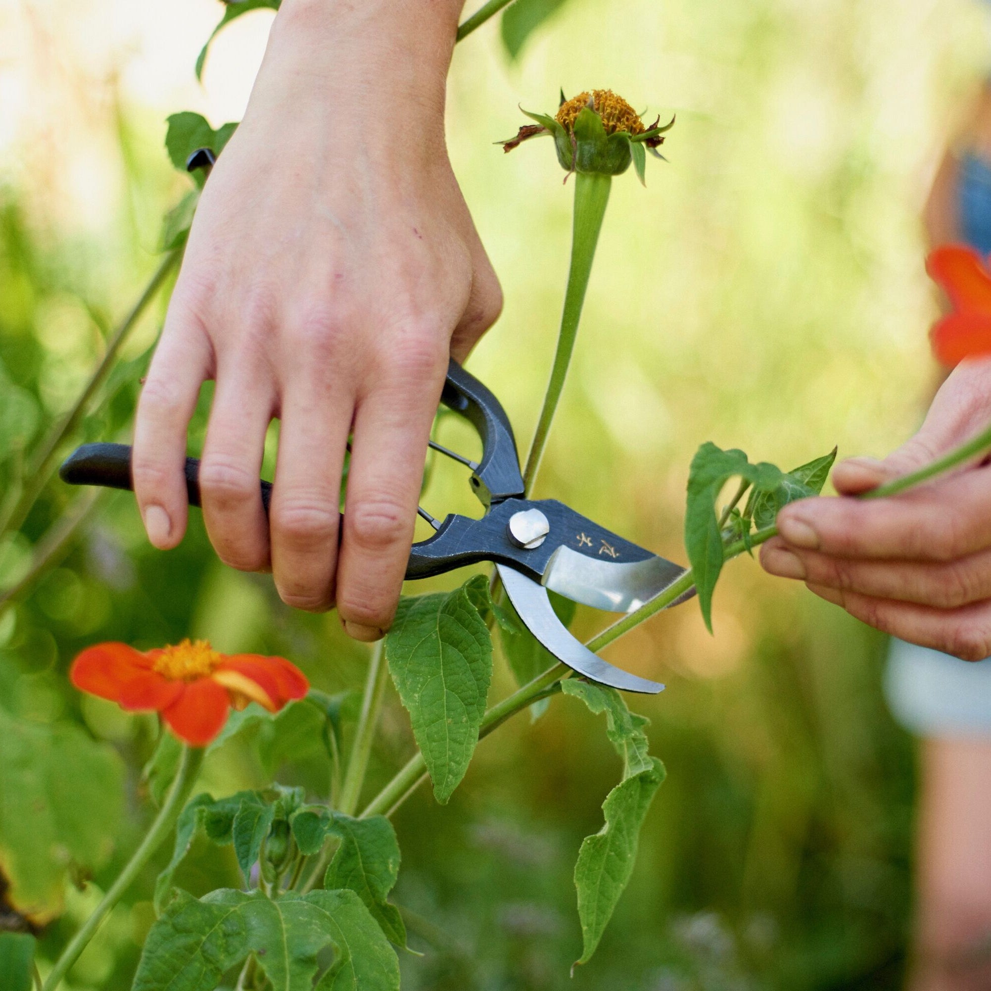 Niwaki Sentei Secateurs