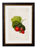 Collection of Berries & Cherries c.1886 Framed Prints (7702950084801)