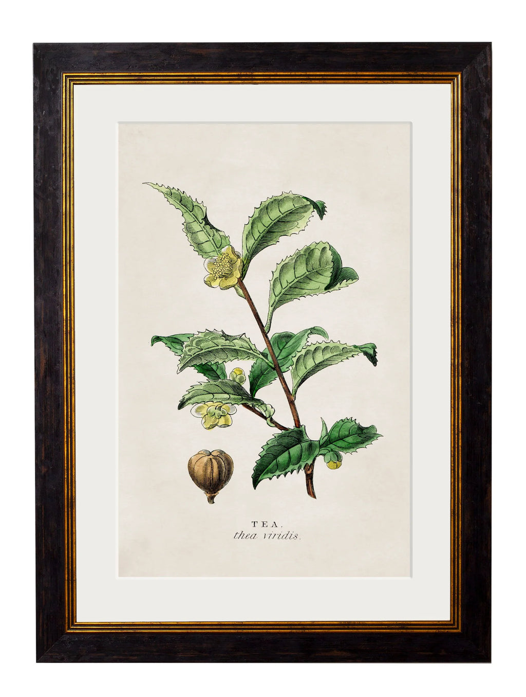 Tea Coffee and chocolate plants c.1877 Framed Prints (7702919807169)