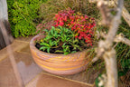 Pure Rainbow Sandstone Bowl Planter (7565334446273)